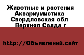 Животные и растения Аквариумистика. Свердловская обл.,Верхняя Салда г.